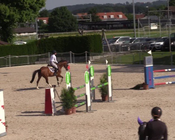 Reitturnier Fehraltorf 2024
