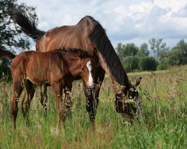 horse Randale (Mecklenburg, 2024, from Radar Lock xx)