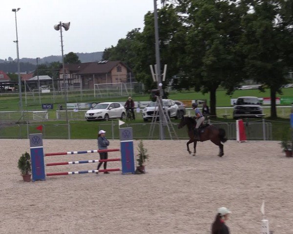 Reitturnier Fehraltorf 2024