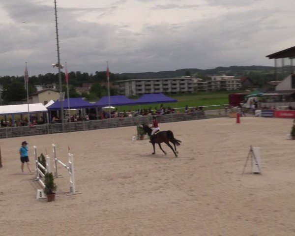 Reitturnier Fehraltorf 2024