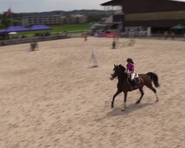 Reitturnier Fehraltorf 2024