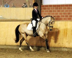 dressage horse Graziana R 2 (German Riding Pony, 2001, from Golden Dream R)