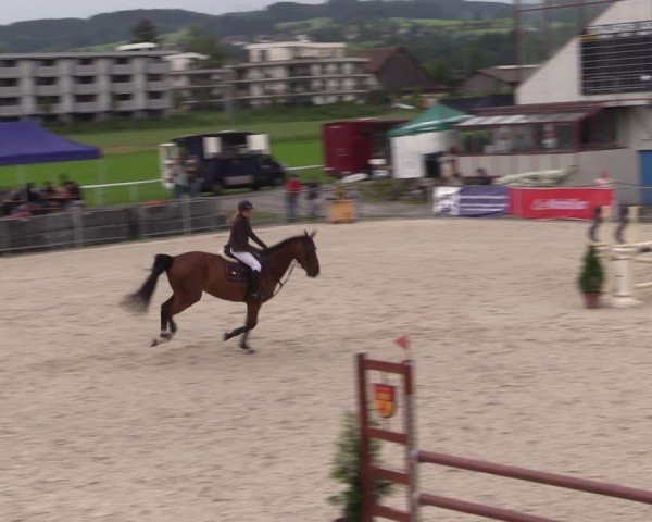 Reitturnier Fehraltorf 2024
