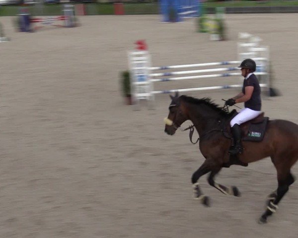 Reitturnier Fehraltorf 2024