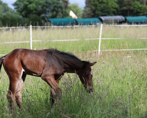 horse Realist (Mecklenburg, 2024, from Radar Lock xx)