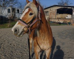 jumper Amicella 25 (Haflinger, 2019)