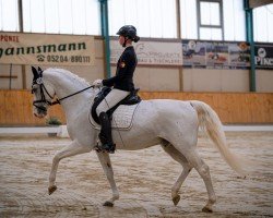 dressage horse Chappi Chap (Westphalian, 2006, from Calido's Boy)