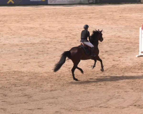Reitturnier Stadl-Paura 2024