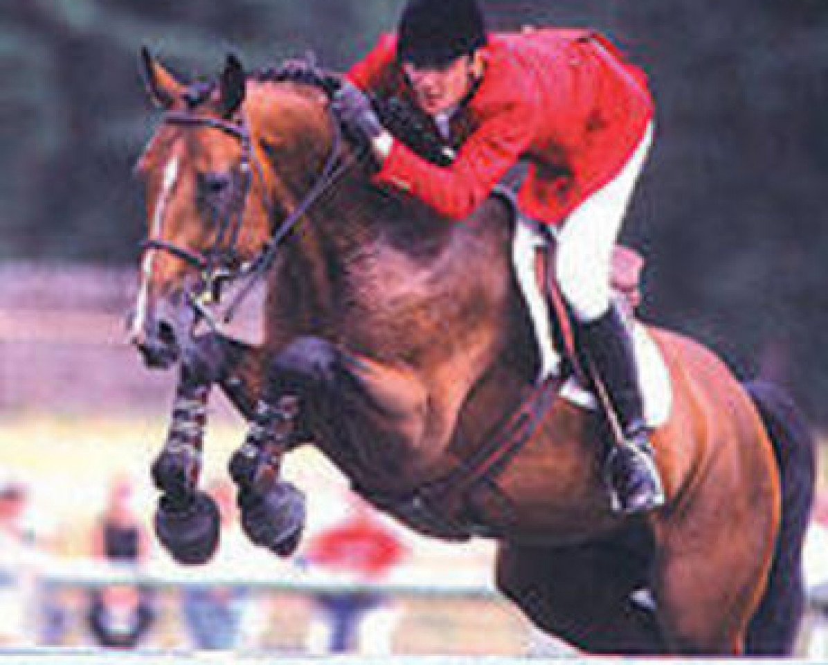stallion Bonhomme II (Selle Français, 1989, from Risketou)