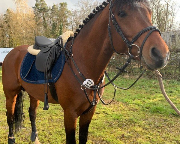 Springpferd Yskafo (Pony ohne Rassebezeichnung, 2017)