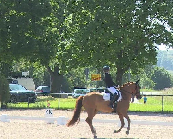 Reitturnier Rot am See- Musdorf 2024