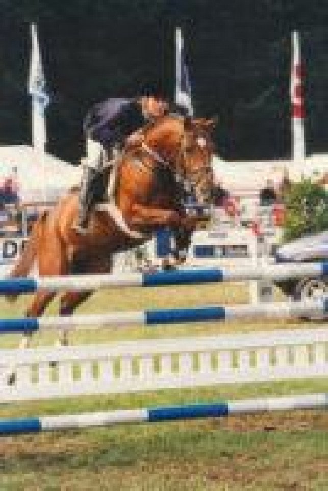 stallion Aron N (German Riding Pony, 1990, from Aldan)