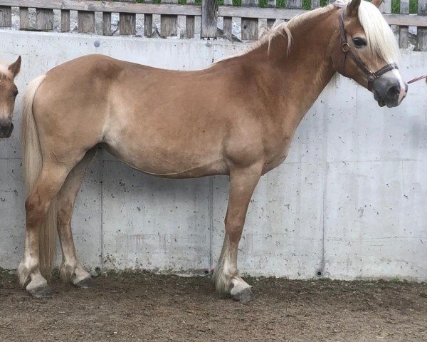 Fokmerrie Fuschaira (Haflinger,  , van liz. 280/T Wolfgang)