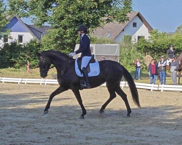Pferd Dantes Hexentanz GD (Hannoveraner, 2018, von Dostojewski)