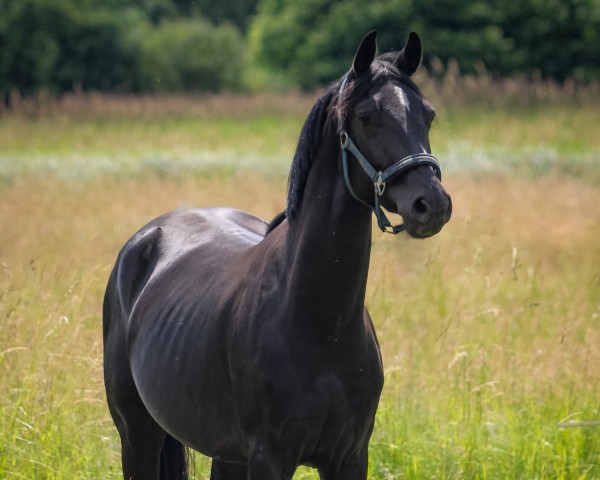 Pferd Hip Hop (Deutsches Reitpony, 2021, von Holsteins Highlight)