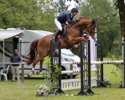 jumper Askan 692 (Hanoverian, 2019, from Asca Z)