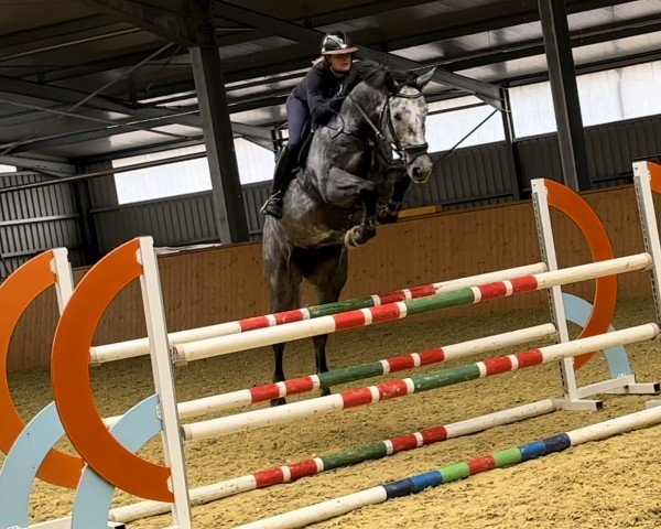 Springpferd Cristal Clear Z (Zangersheide Reitpferd, 2018, von Cornet Obolensky)