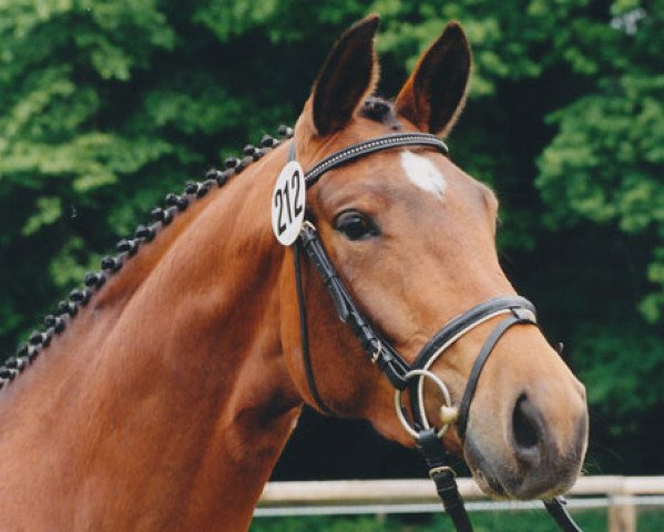Zuchtstute Rheia (Trakehner, 1996, von Partout)