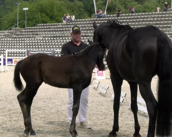 Fohlenschau Marbach 2024