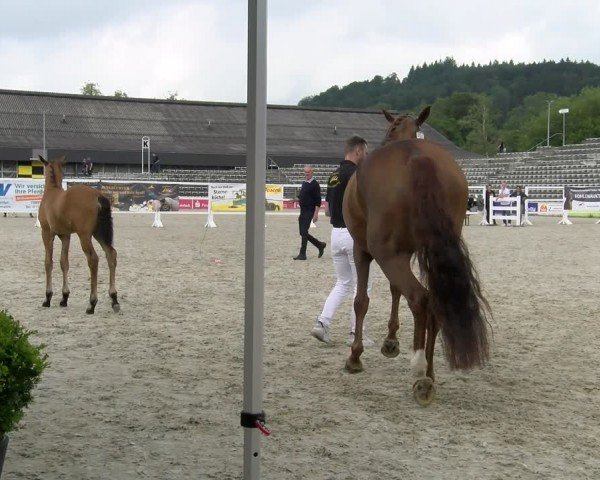 Fohlenschau Marbach 2024