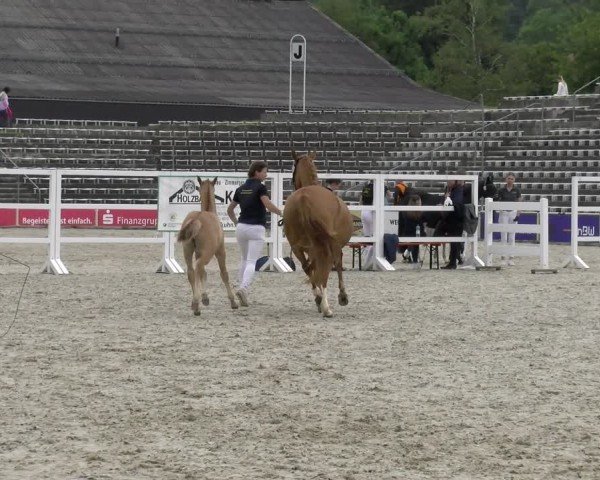 Fohlenschau Marbach 2024