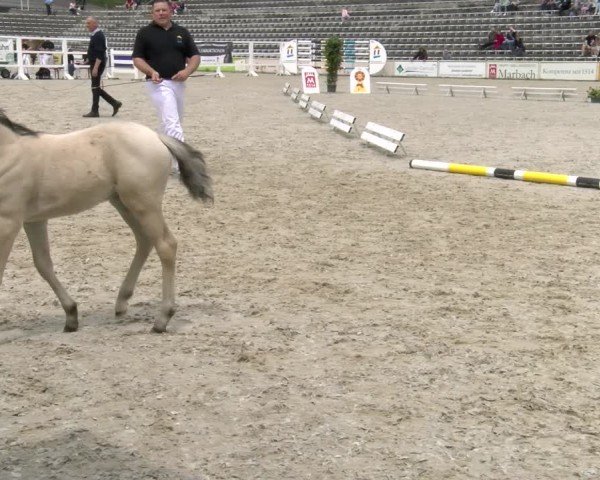 Fohlenschau Marbach 2024