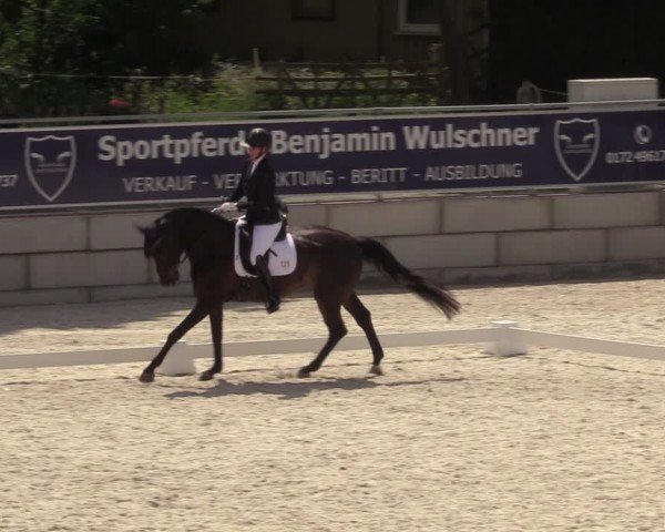 Reitturnier Dorfchemnitz 2024
