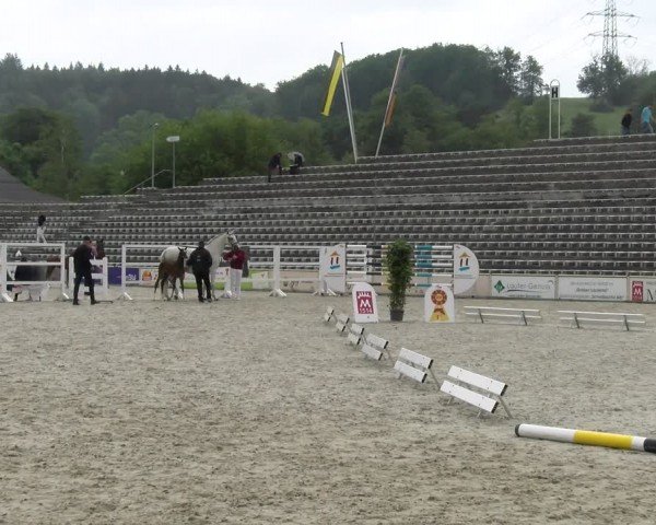 Fohlenschau Marbach 2024
