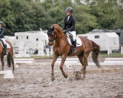 dressage horse Legato 32 (Mecklenburg, 2006, from Luxor v. Ganschow)