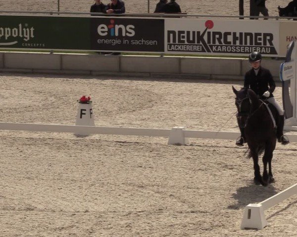 Reitturnier Dorfchemnitz 2024