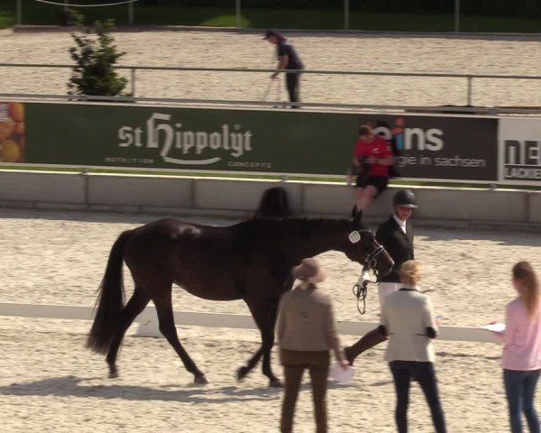 Reitturnier Dorfchemnitz 2024