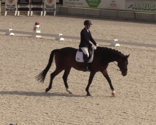 Reitturnier Dorfchemnitz 2024