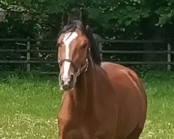 horse Caspyan (Hanoverian, 2021, from Casino Berlin OLD)