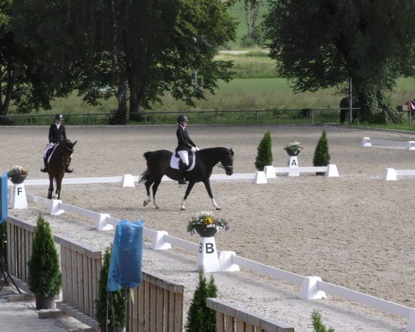 Reitturnier Taufkirchen-Vils/Obb. 2024
