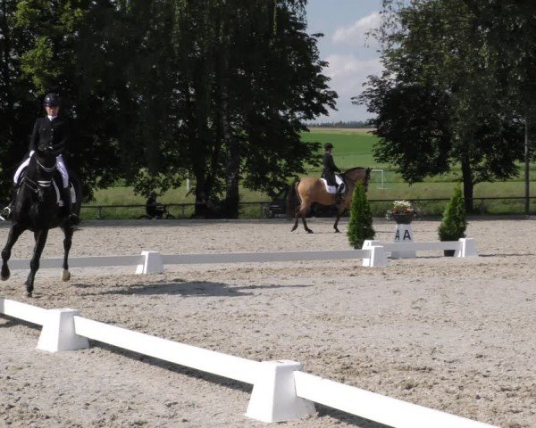Reitturnier Taufkirchen-Vils/Obb. 2024