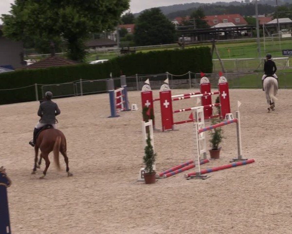 Reitturnier Fehraltorf 2024