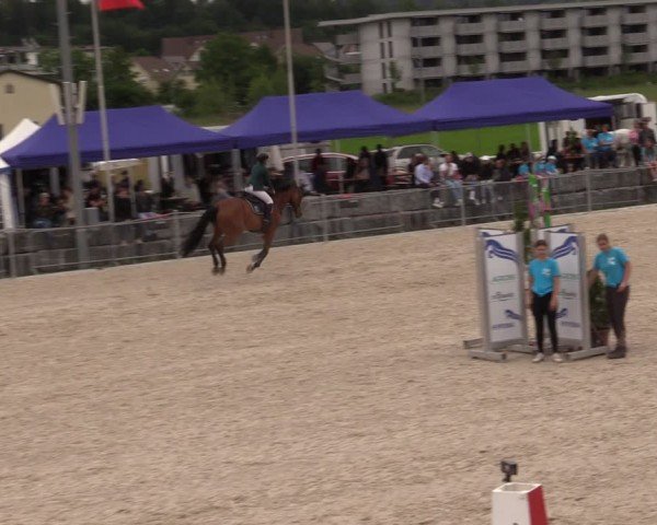 Reitturnier Fehraltorf 2024