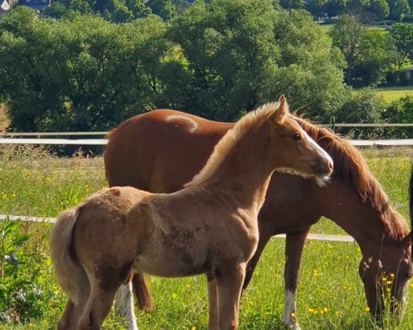 horse RM Goldcrunch (German Riding Pony, 2024, from Gold Design)