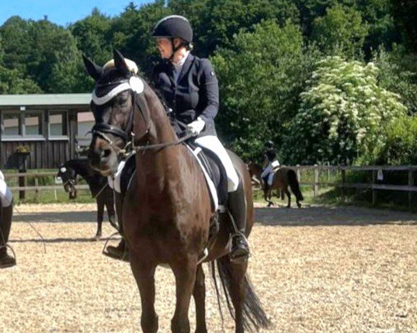 Dressurpferd Donau Hit (Bayer, 2010, von Diamond Hit)
