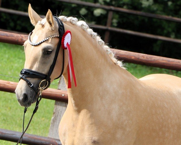 broodmare RM Roségold (German Riding Pony, 2021, from D-Gold AT NRW)