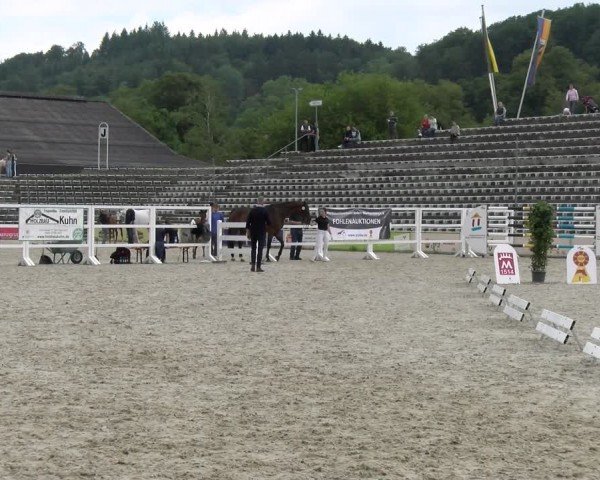Fohlenschau Marbach 2024