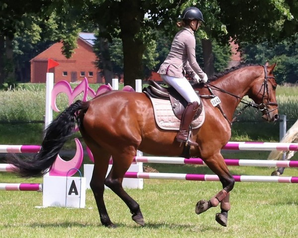 jumper Carmino 12 (Hanoverian, 2015, from Cormint)
