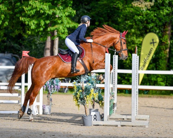 jumper Remigius Vom Oberhof (Pinto with riding horses pedigree, 2005, from Rickmer)
