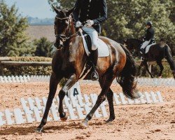 dressage horse My Manolito (Westphalian, 2017, from Marqués)