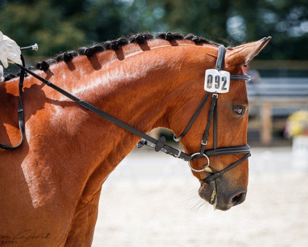 horse Dalido (German Sport Horse, 2013, from Decurio 3)