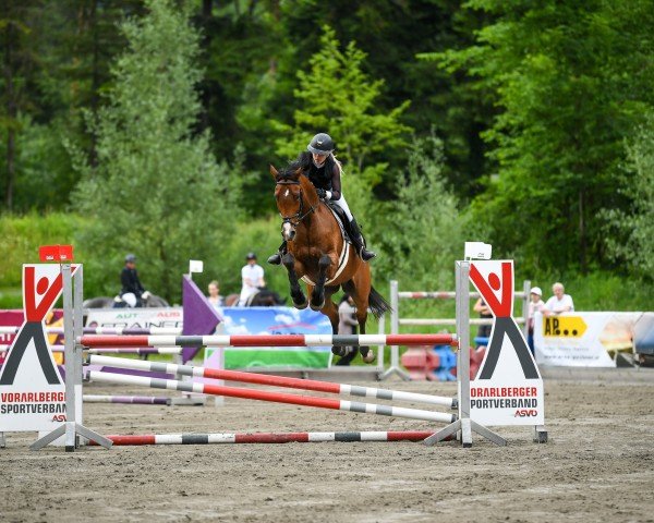 jumper Romance 84 (German Sport Horse, 2014, from Riccione)