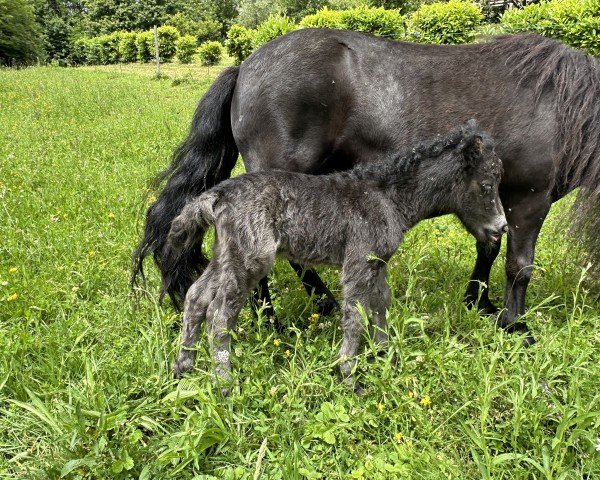 broodmare Obsession With My Dear (Shetland Pony, 2024, from Marcelo van de Klaverweide)