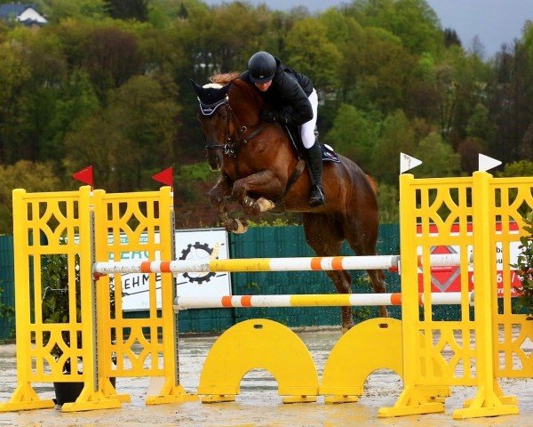 jumper Diamant Eclaire (Zangersheide riding horse, 2017, from Diamant de La Lande)