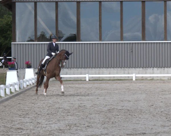Reitturnier Brockhöfe 2024