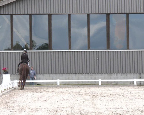 Reitturnier Brockhöfe 2024